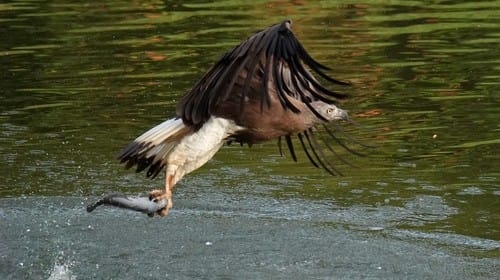 Pinetree Hill Condo Review: Grey-headed Fish Eagle at Ulu Pandan Canal.
