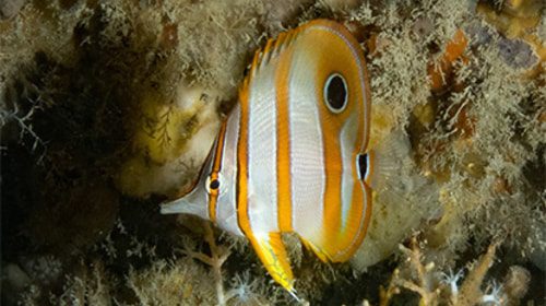 Butterfly Fish Near The Reef At King's Dock