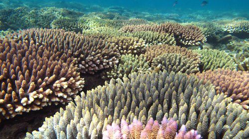 Corals Near King's Dock