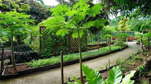 Kitchen Garden In Pasir Ris Park
