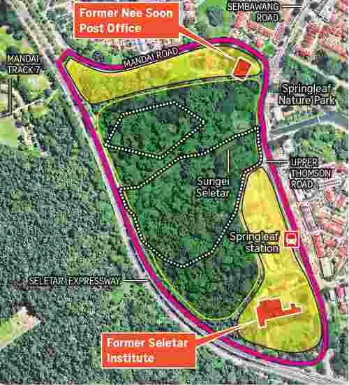 Springleaf Forested Area